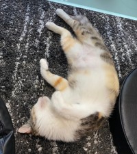 譲渡のためのトライアル2日目、寝そべるネネちゃん（画像提供：パステル三毛猫_ネネさん）