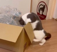 何度足がすべってもすべってもがんばる、まるくん（動画からキャプチャー／提供：コテツとまるさん）