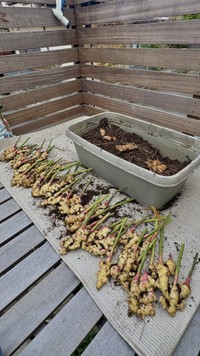 GWに植えた種ショウガ3個から収穫されたショウガ　ぽたろうさんのX（@HACK1136）より＝2025年11月23日投稿