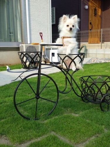 家にきたころの「ヴァニラ」