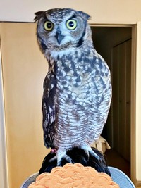 かれこれ1時間。飼い主さんの頭の上にとまっているアルタイルちゃん（画像提供：アフワシのアルタイルさん）