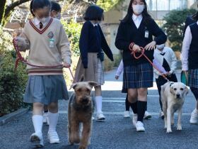 芽吹き花開くかどうかはわからない　それでも学校犬は子どもたちの心に種をまく