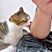 パパの毛づくろいをする日咲ちゃん（画像提供：このりんぴっくさん）