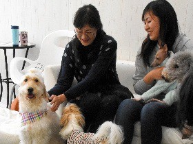 一緒に遊べる「犬カフェ」　「飼えない人に触れ合える場を」