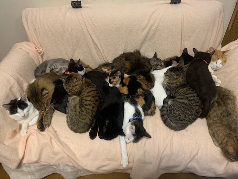 冬場は吉田さん宅の猫と保護猫がソファに集まり満席に