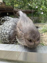 人の近くまで寄ってくるチャーハン