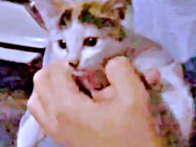 保護直後、パパに抱き上げられた果生ちゃん（画像提供：YouTubeチャンネル「三毛猫かなり」さん）