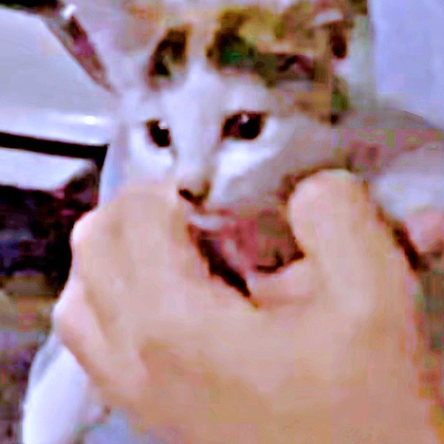 保護直後、パパに抱き上げられた果生ちゃん（画像提供：YouTubeチャンネル「三毛猫かなり」さん）