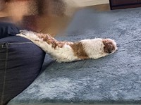 もはや直角！？ コタロウくんのクセ強すぎな寝姿（画像提供：コタロウだよさん）