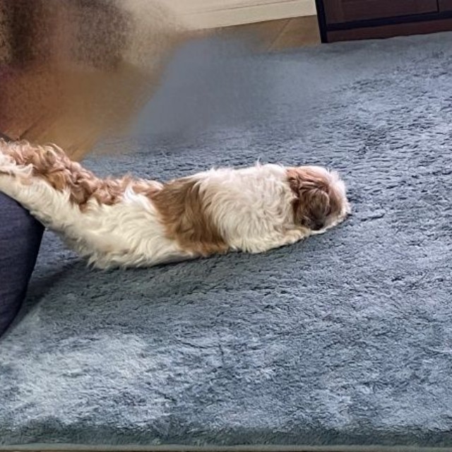 もはや直角！？ コタロウくんのクセ強すぎな寝姿（画像提供：コタロウだよさん）