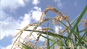 宮城県の米の生産の目安　２０２５年は６．８％増加の３２万８０００トン余り