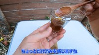 採取時期が遅れたことによりフェノールやタンニンが増えて渋みを感じる／ちーとん。さん提供