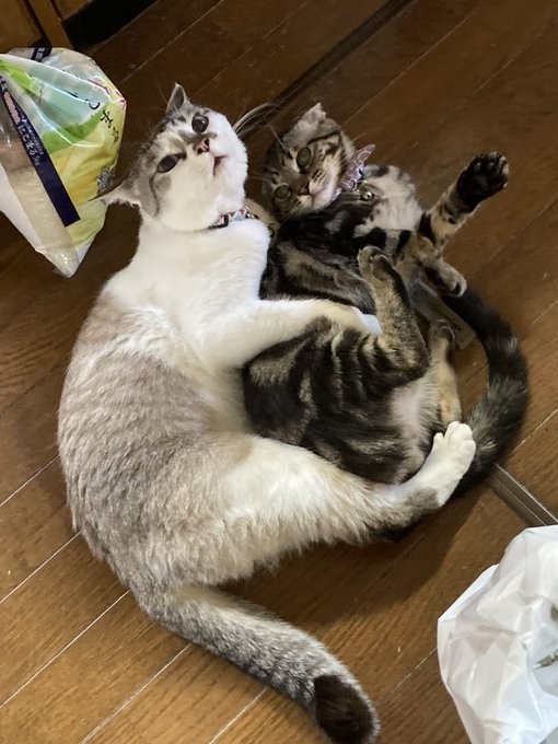 愛犬・愛猫の成長記録 vol.669
