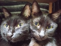 兄妹猫と頬を寄せてくつろぐ実陽くん（右）（画像提供：秋十空さん）