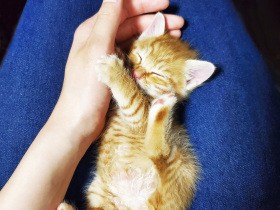 癒やしのへそ天にゃんこ再び、保護猫もたくさん登場！　個性豊かな猫196匹の写真集