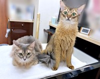 兄猫・コンタくん（右）と一緒に病院へ来たハナちゃん（画像提供：とりゆねこさん）