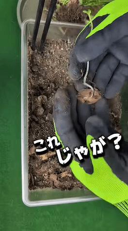 ペラペラの皮から出たじゃがいもの芽／つりきっぷさん（@KIPP）提供