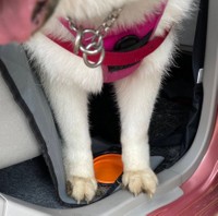 穴掘りで泥だらけになったシルビアちゃんのあんよ。可愛い♡（提供：ハマジさん）