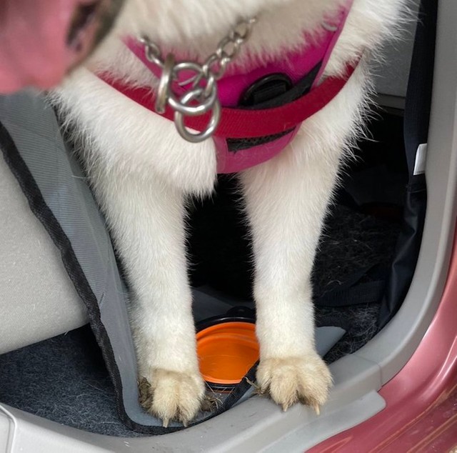 穴掘りで泥だらけになったシルビアちゃんのあんよ。可愛い♡（提供：ハマジさん）