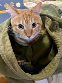 筋肉質でガッチリ体型なきなこもちくんの趣味は、息子さんの洗濯物に潜り込むこと（提供：もち家のニャンズさん @soynyan222）