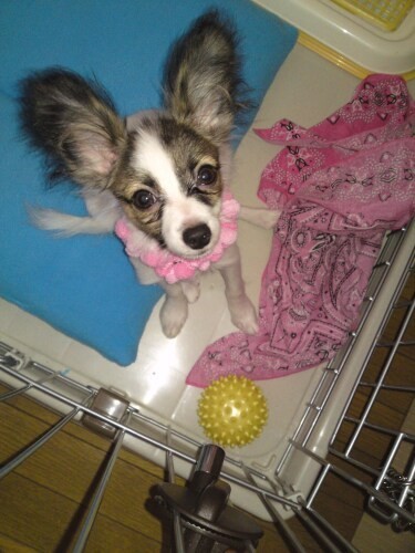 家にきたころの「夏彦」