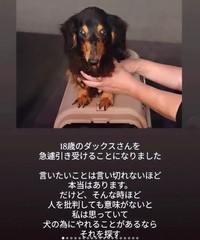 高齢飼い主の施設入所で行き場を失った18歳のダックス犬（「ハッピースマイル」さん提供、Instagramよりキャプチャ撮影）