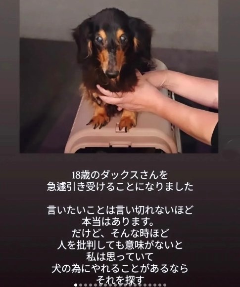 高齢飼い主の施設入所で行き場を失った18歳のダックス犬（「ハッピースマイル」さん提供、Instagramよりキャプチャ撮影）