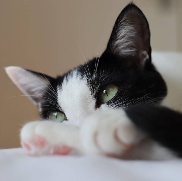 ピンクの肉球にも注目してね