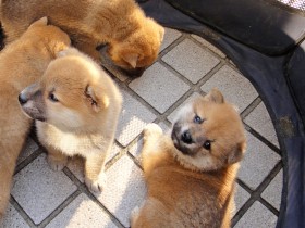 犬を迎えたい！気をつけるポイントは？　大切なのは「家庭と犬のマッチング」