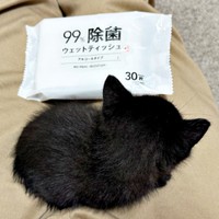 小さな体で必死に命を繋いでいたクロスケくん（画像提供：いずさん）