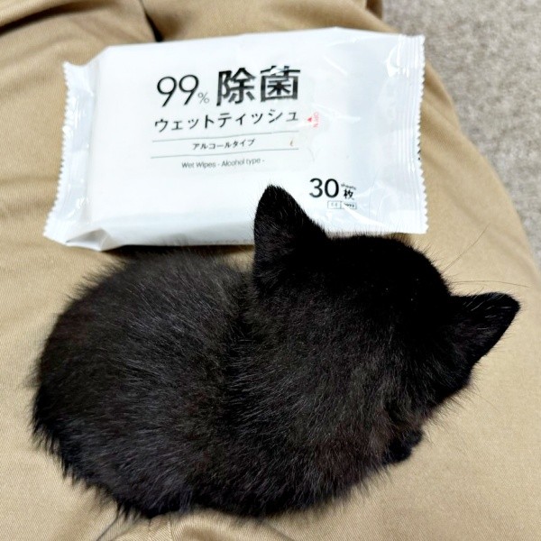 小さな体で必死に命を繋いでいたクロスケくん（画像提供：いずさん）