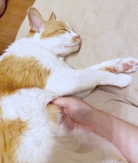 飼い主さんに撫でられながらまったり過ごすカランちゃん（画像提供：かもぴさん）