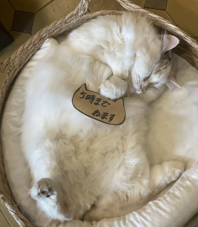 5時まで寝る猫さんも…おこさにゃいでね（「猫喫茶　ネコブ」さん提供）
