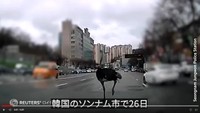 韓国のソンナム市で動物園から逃げたダチョウを警察が追いかける出来事があった（ロイター）
