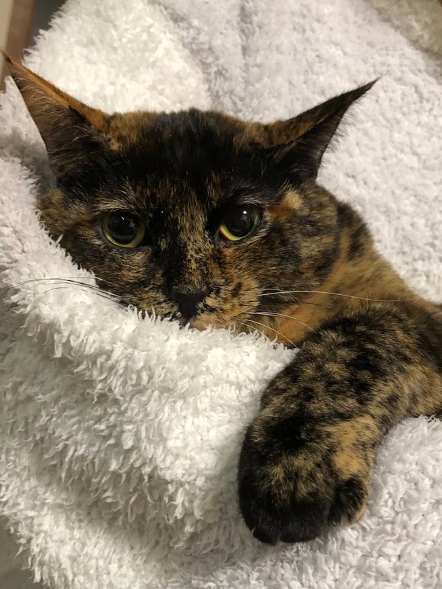 まんまるお目目でこちらを見つめるきゅーちゃん（提供：きゅーちゃん成長日記さん）