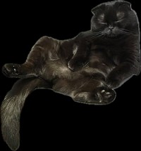 綺麗な黒で背景と同化しちゃうぷりもちゃん（提供：ふわもさん）