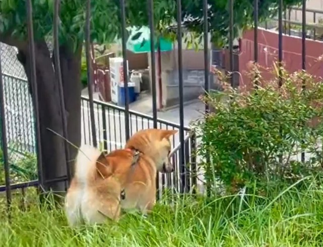 ぼう然･･･（柴犬勇者むぎさん提供、Twitterよりキャプチャ撮影）