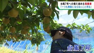 「無駄にならないように・・・」　台風７号北上で農業・漁業関係者備え進める　