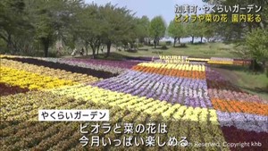 やくらいガーデン　ビオラ見頃　宮城・加美町