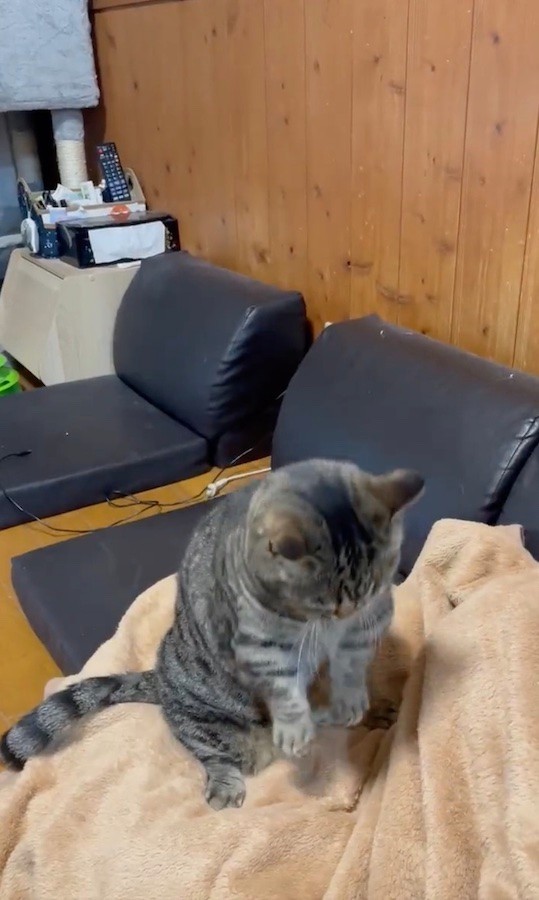 トメ次くん「やれやれ……」（動画からキャプチャー／提供：はると さん）