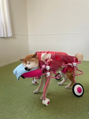 朝は寝がち。夜もしっかり寝てくださいね～