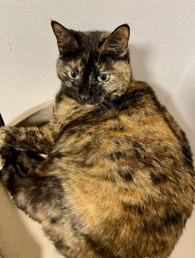 サビ柄が美しいりりちゃん（画像提供：りりつくさん）