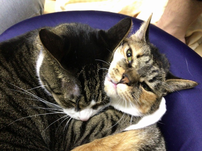 エバン（左）はモーズリーが大大大好き。愛が止まらない。「このメンズどうにかしてください。別にいいんだけどね　Byモーズリー」（田形さん提供）