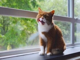 朝食うまかったニャ～　ブリティッシュショートヘア「ゴマ」