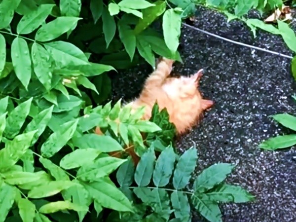 草むらで倒れ手足をバタバタさせていたミックくん（画像提供：ミックという猫さん）