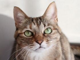 保健所から姉妹猫の「ロージー」と共にやって来た　キジトラ猫「ルーシー」