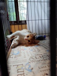 ユニークな行動に日々、癒しを貰っている