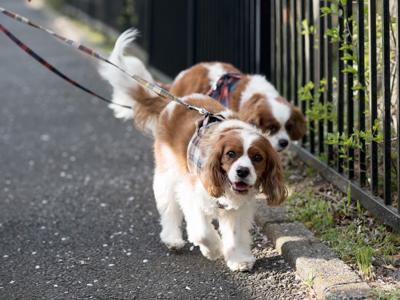 「おじさん疲れたの？だいじょうぶ？」（小林写函撮影）
