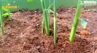 植え付けから1カ月後、草取りをし増し土をする事が大切です／YouTubeチャンネル「ぽたろうの家庭菜園HACK」より