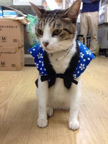 岸さんが以前勤めた会社で、営業部長をしていたちょび。ちょびがいい子だったので岸さんは「猫が大好きになり、その後メイを迎え、今に至る」といいます。ちょびは部長を引退して前の会社の職員宅で暮らしています（岸さん提供）